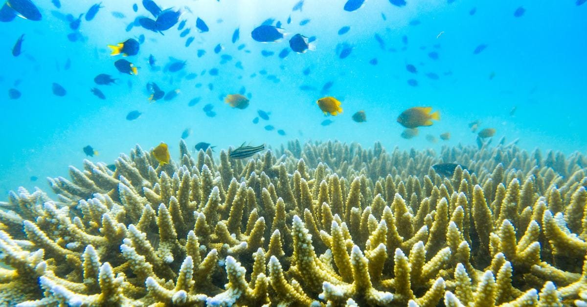 Falling in Love with the Unforgettable Phuket Diving Journey