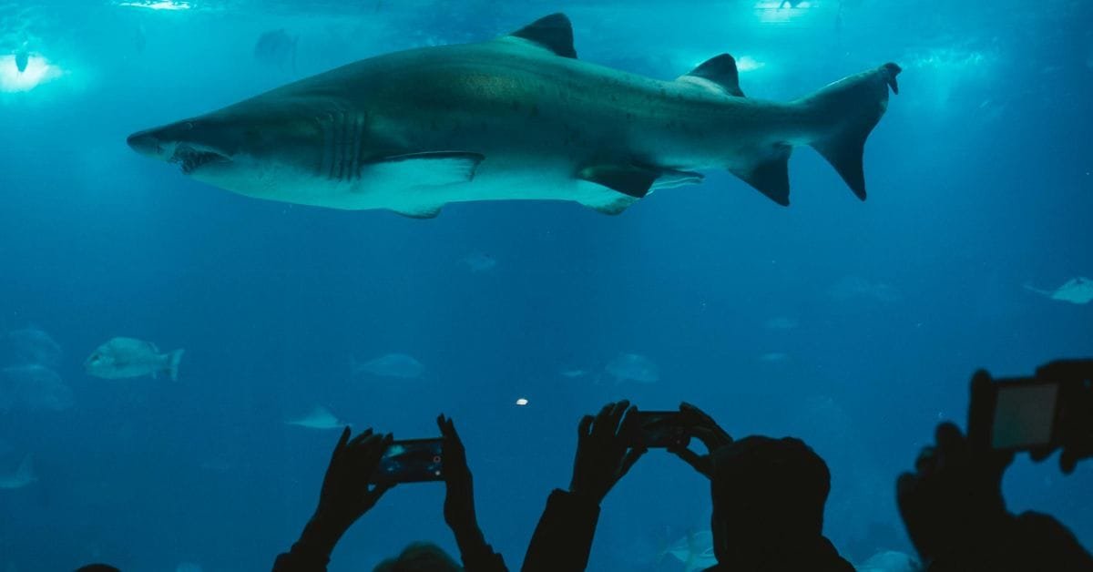 Top 10 Kids Activities in Phuket for Endless Entertainment
